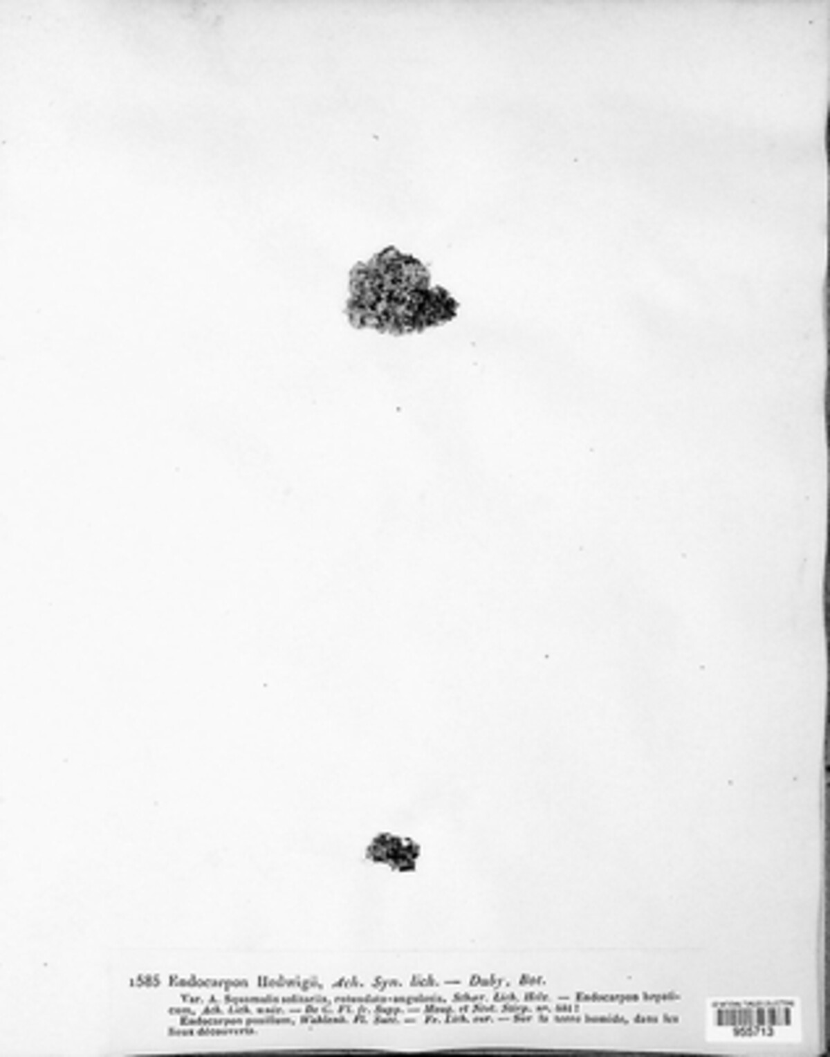 Endocarpon hedwigii image